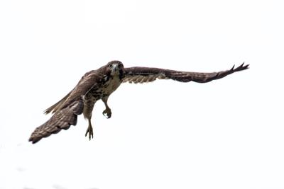Hawk Watch at Grandfather Mountain