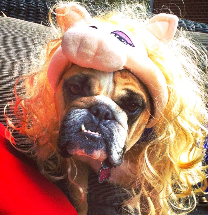 The Pet Shop Halloween Costume Contest entries Blog The Pet Shop