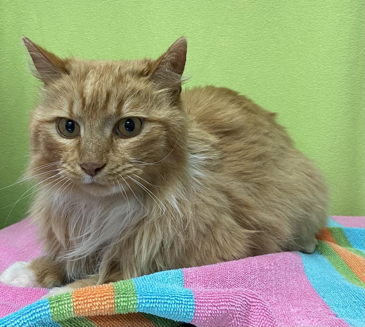 Pet of the Week: Sydney