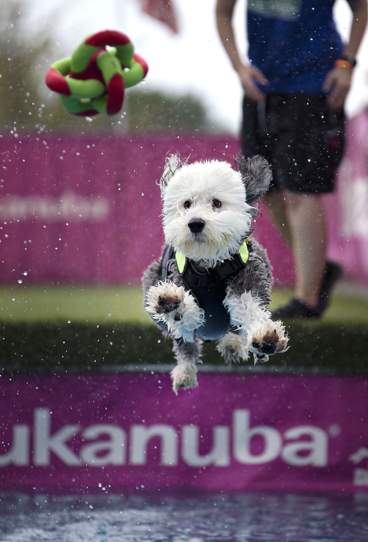 American Kennel Club dog show at Greensboro Coliseum | Gallery