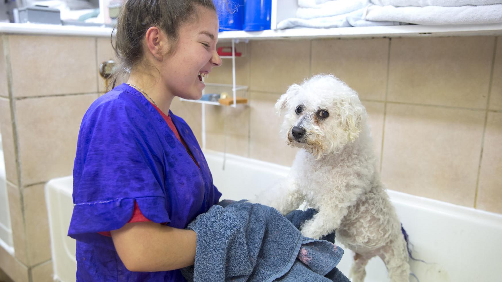 From Showing Dogs To Pampering Them Nanhall Pet Spa Turns 50 Business Greensboro Com