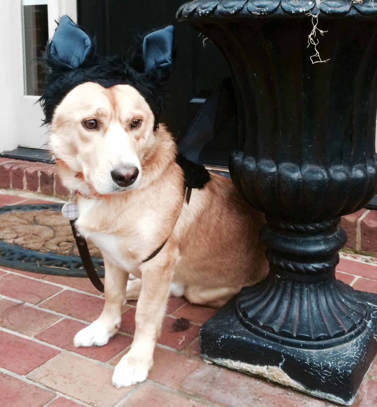 The Pet Shop Halloween Costume Contest entries Blog The Pet Shop