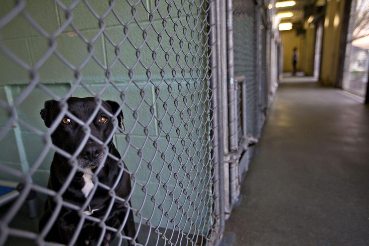 New Guilford animal shelter is ready to be built — there's just no site