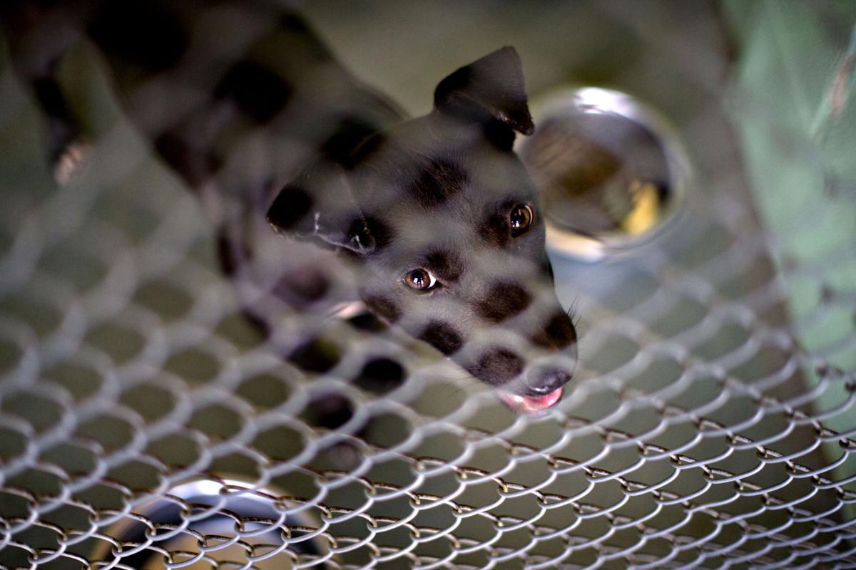 Guilford County Animal Shelter