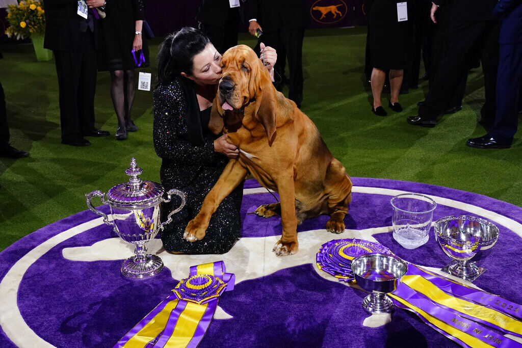 Dog co-owned by Tim McGraw wins new breed at show