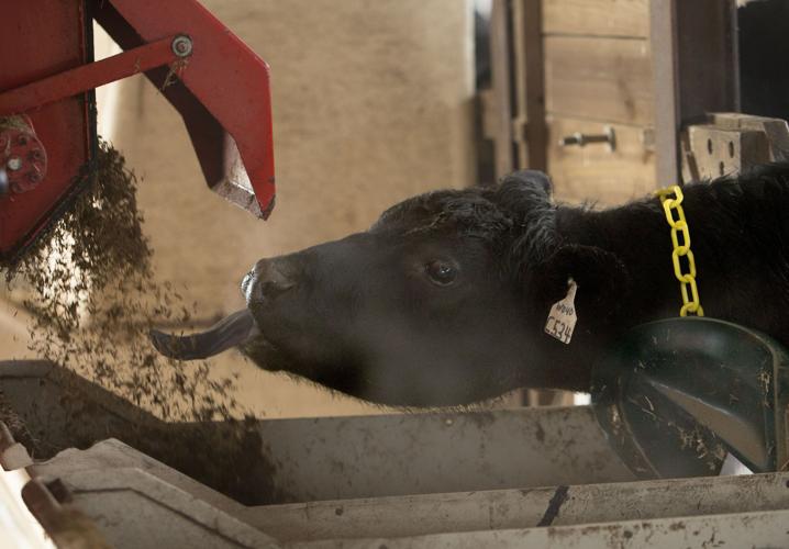 Feeding Cows Research