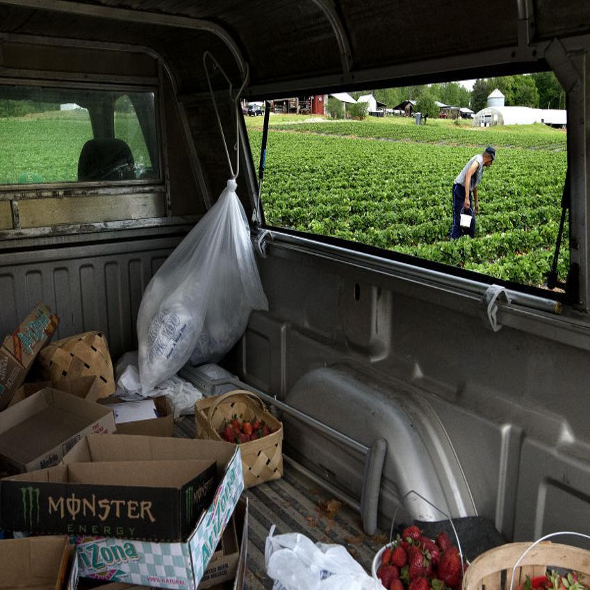 Sweet Fresh Strawberries Are Ripe For The Pickin Video Blog Short Orders Greensboro Com