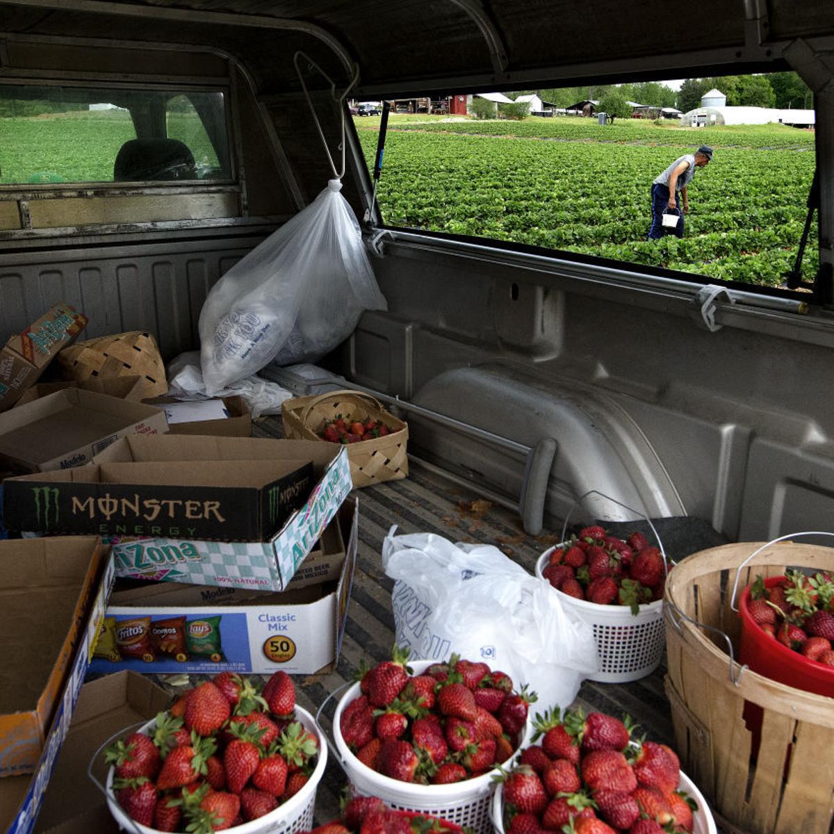 Sweet Fresh Strawberries Are Ripe For The Pickin Video Blog Short Orders Greensboro Com Sweet Fresh Strawberries Are Ripe For The Pickin Video Blog Short Orders Greensboro Com