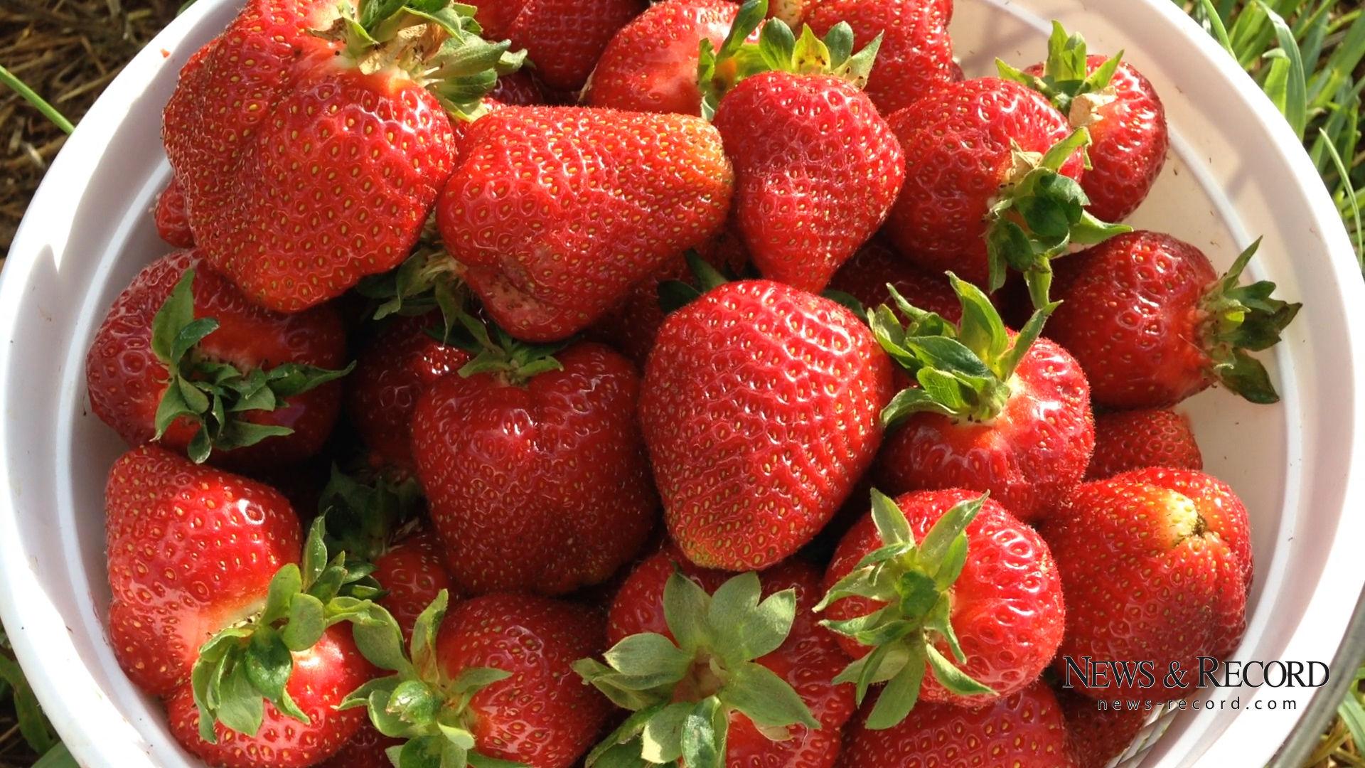 Video Strawberry Picking At Rudd Farm In Greensboro Latest News Greensboro Com