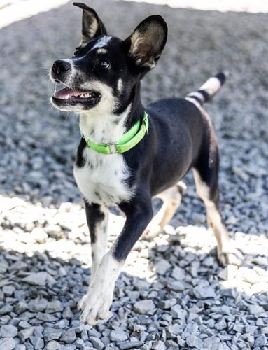 SPCA Adoption