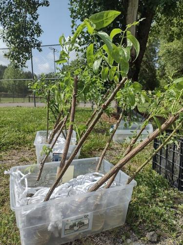 Streamside Trees in the Classroom 5.jpg