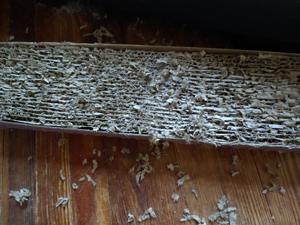 The Pet Shop: Cats go nuts on wood surfaces, even with scratchers all over the house