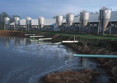 N.C. hog farm and waste lagoon