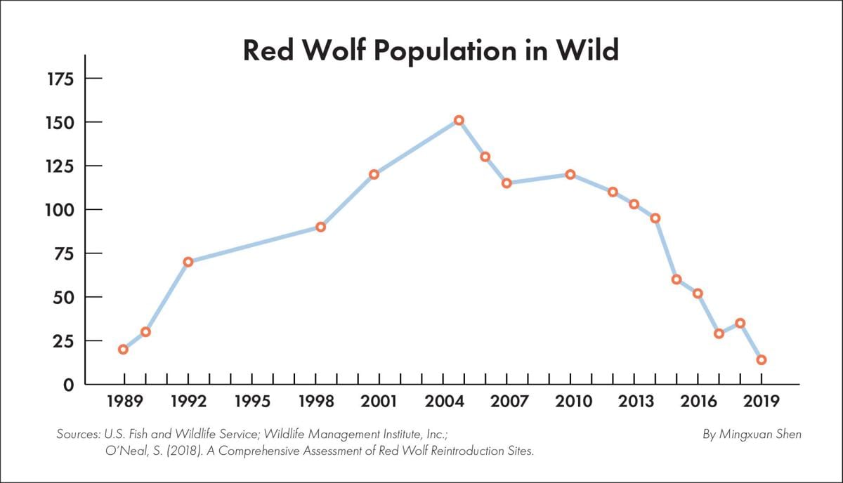 Conservationists try to play Cupid in the battle to save red wolves