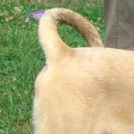 Pet Of The Week Community News Greensboro Com