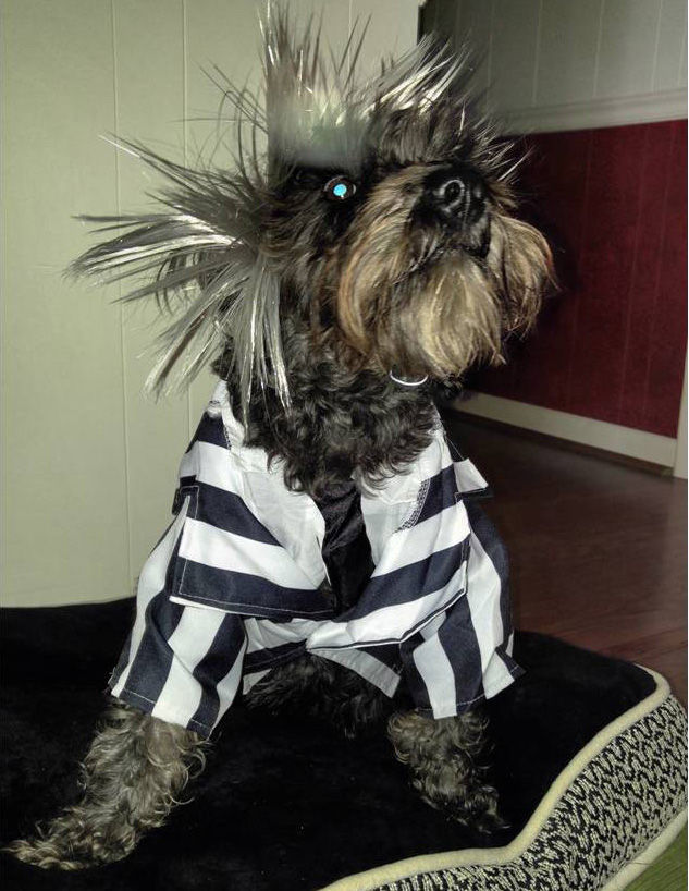 The Pet Shop Halloween Costume Contest entries Blog The Pet Shop