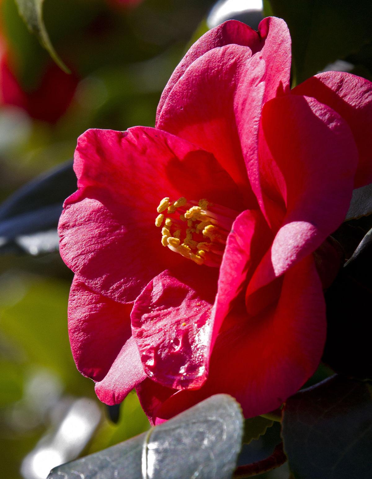 Greensboro red camellia: Thank you for your winter blooms | Local News