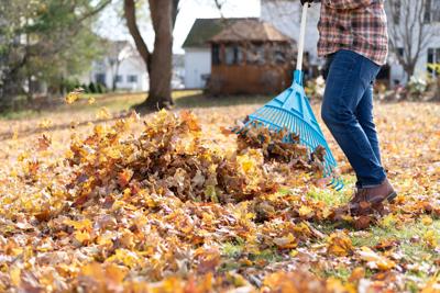 Raking leaves