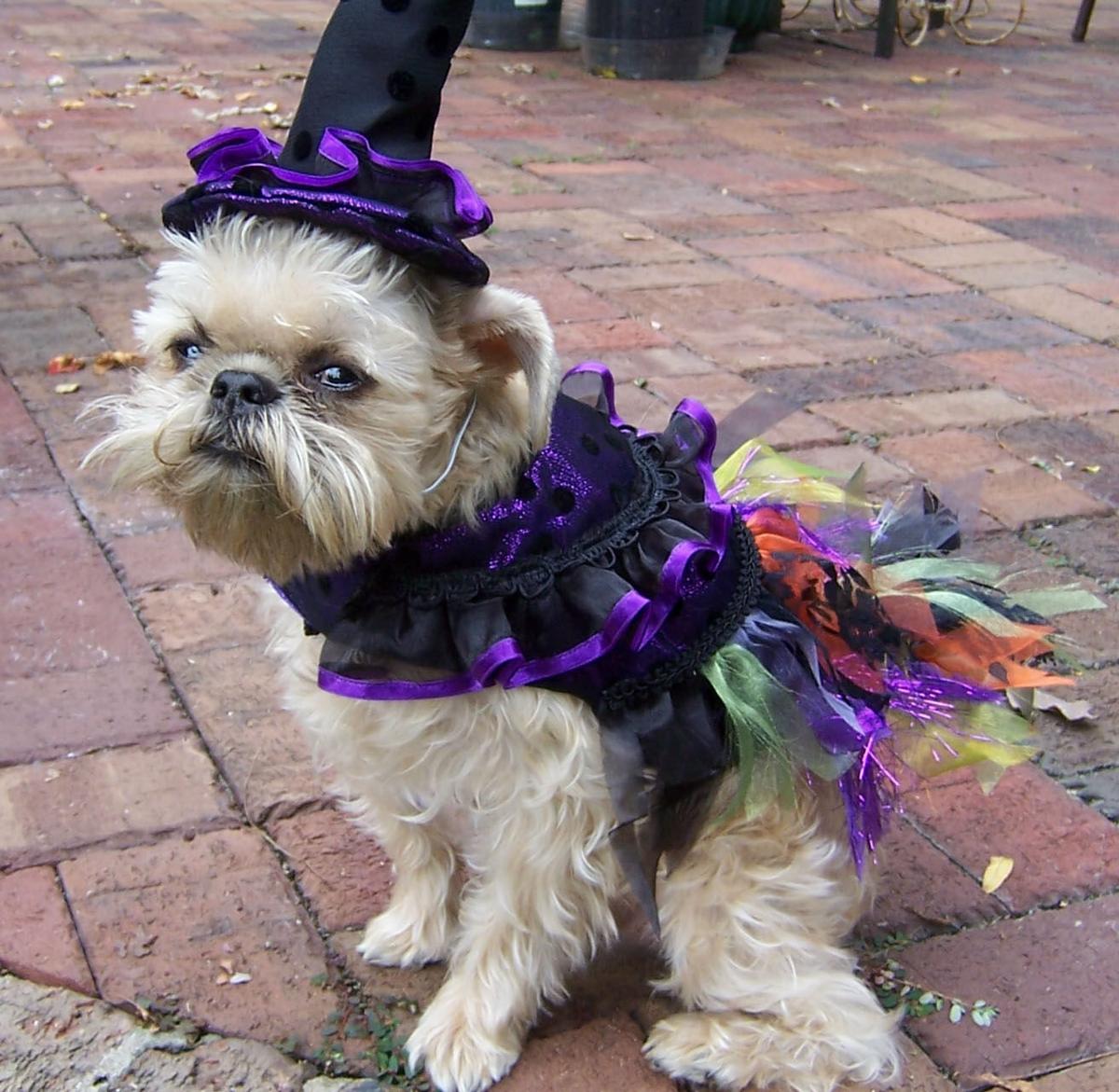 The Pet Shop Halloween Costume Contest entries Blog The Pet Shop
