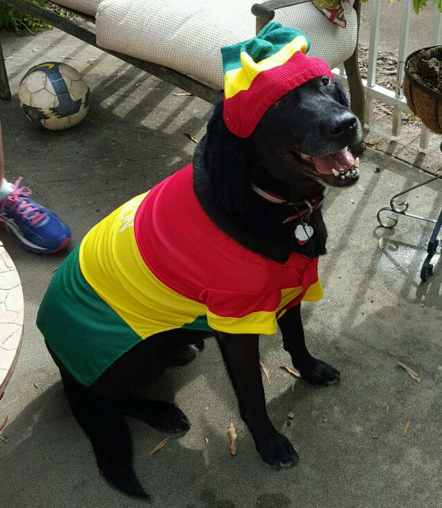 The Pet Shop Halloween Costume Contest entries Blog The Pet Shop