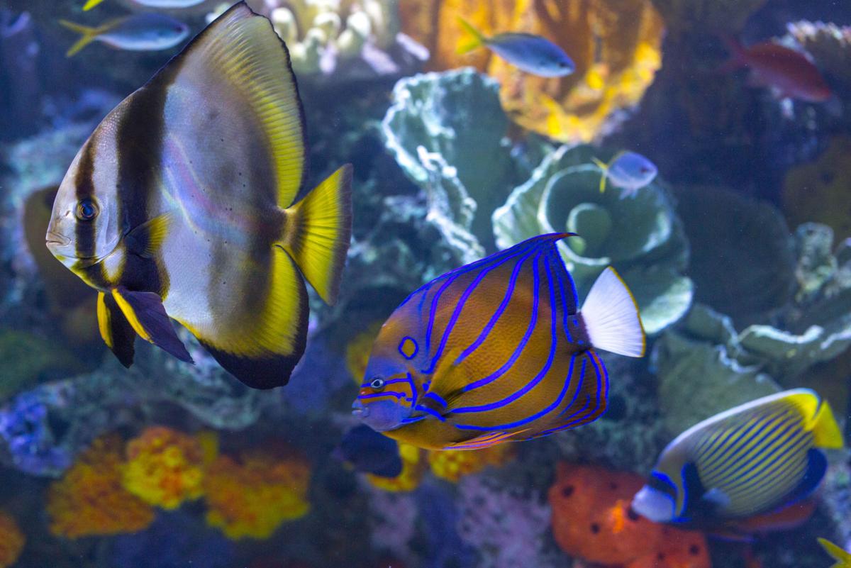 Wiseman Aquarium expansion at Greensboro Science Center ...