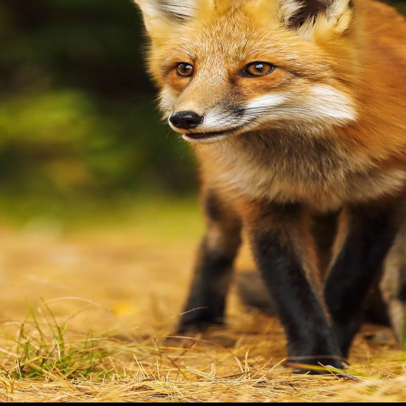 Rabid Fox In Lake Jeanette Area Marks Eleventh Case Of Rabies In Guilford This Year Local News Greensboro Com
