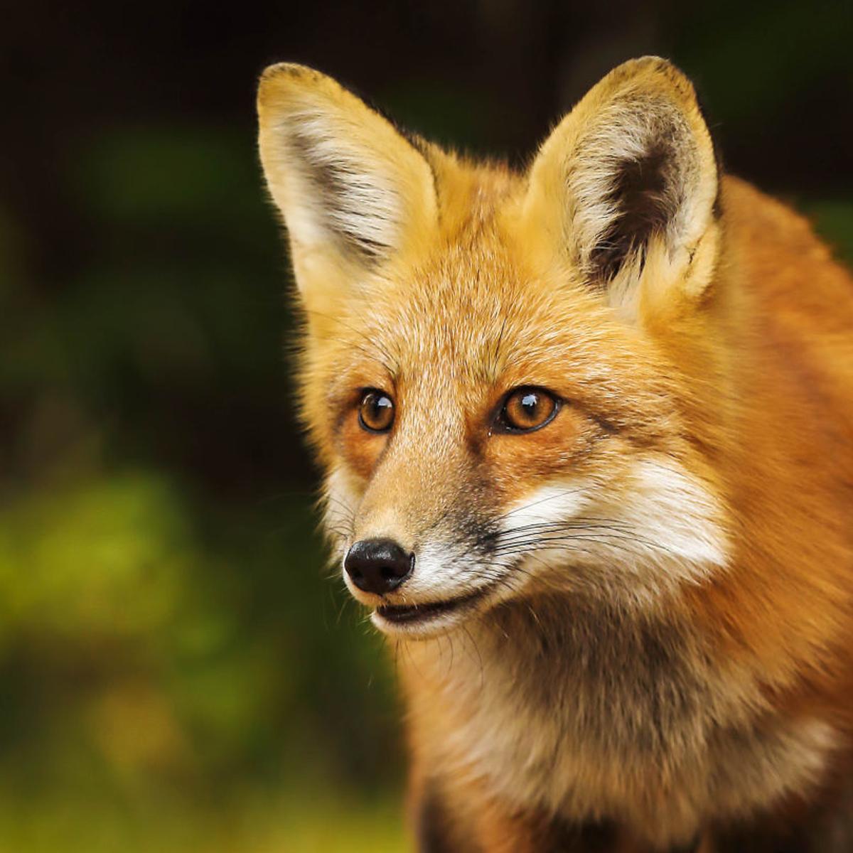 Rabid Fox In Lake Jeanette Area Marks Eleventh Case Of Rabies In Guilford This Year Local News Greensboro Com