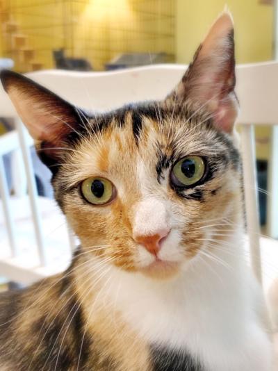 Pet of the Week: Allie