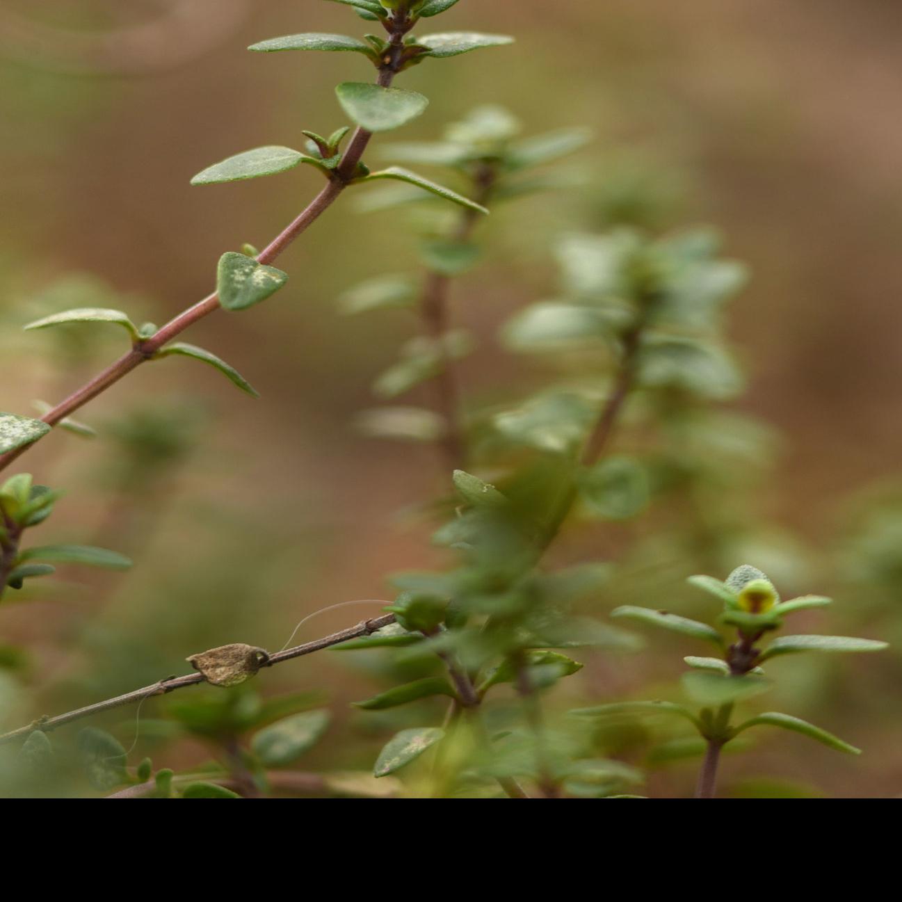 A Handful Of Perennial Herbs Remain Evergreen In The Winter Garden
