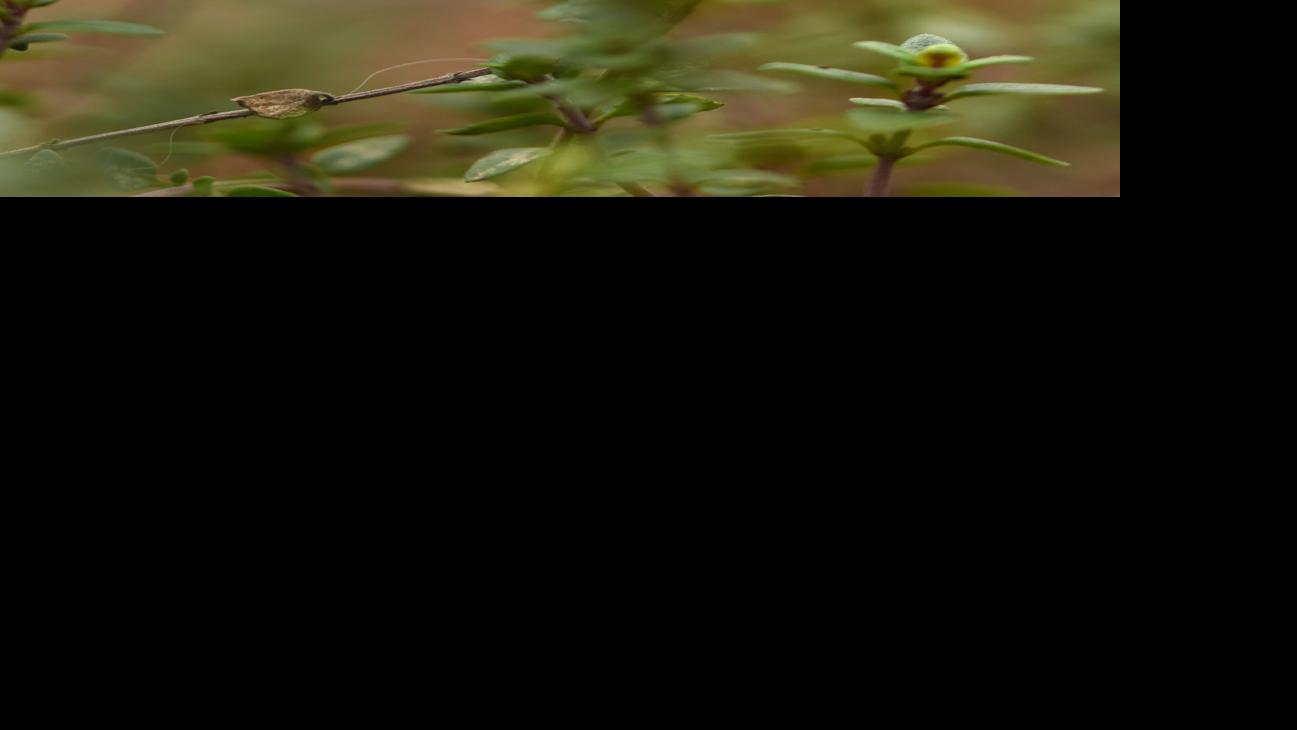 A Handful Of Perennial Herbs Remain Evergreen In The Winter Garden