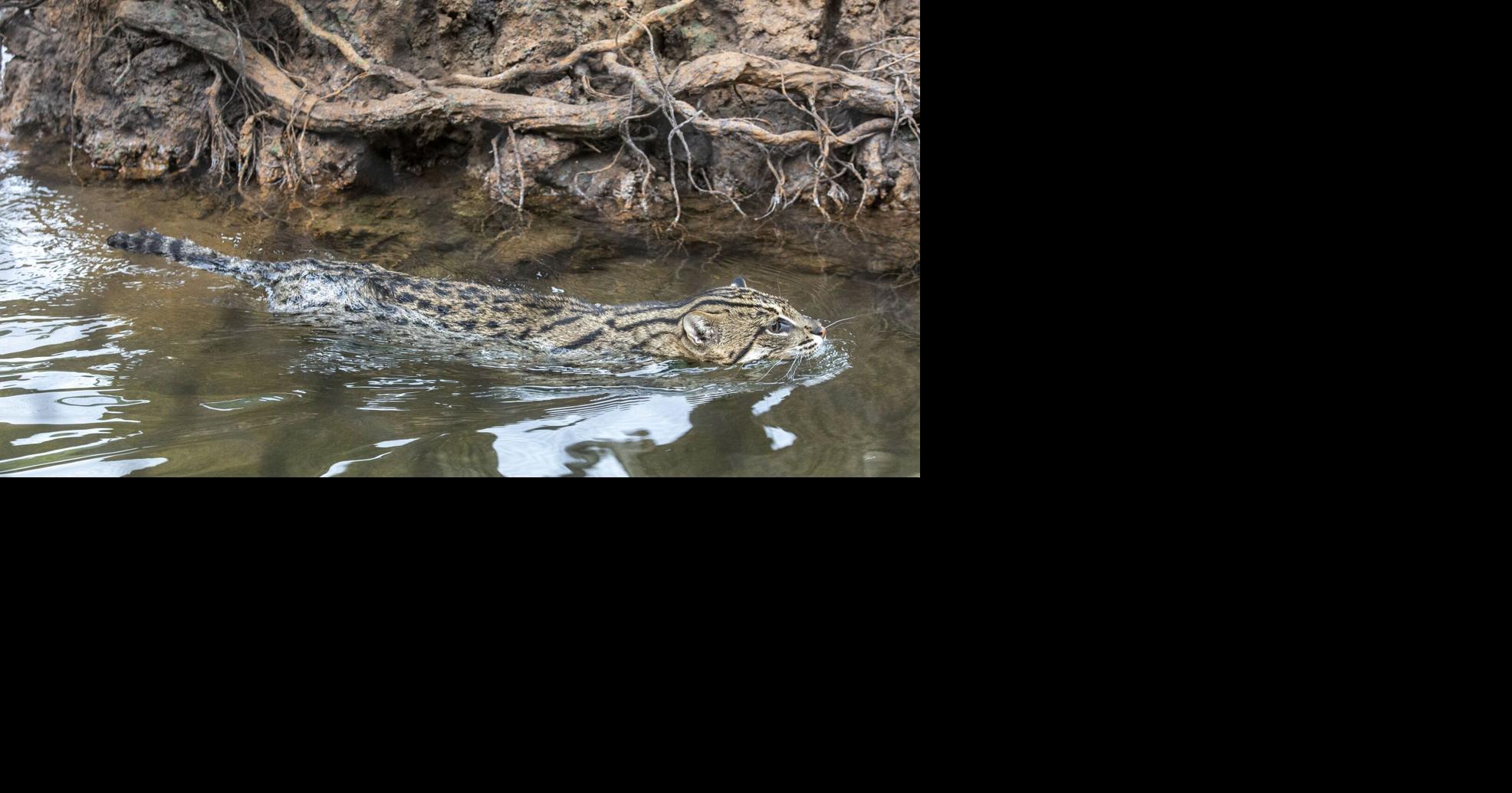 Kenwyn Caranna's favorite stories from 2021