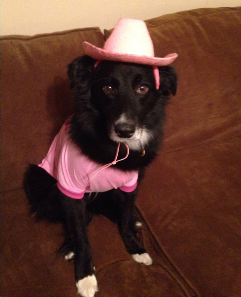 The Pet Shop Halloween Costume Contest entries Blog The Pet Shop