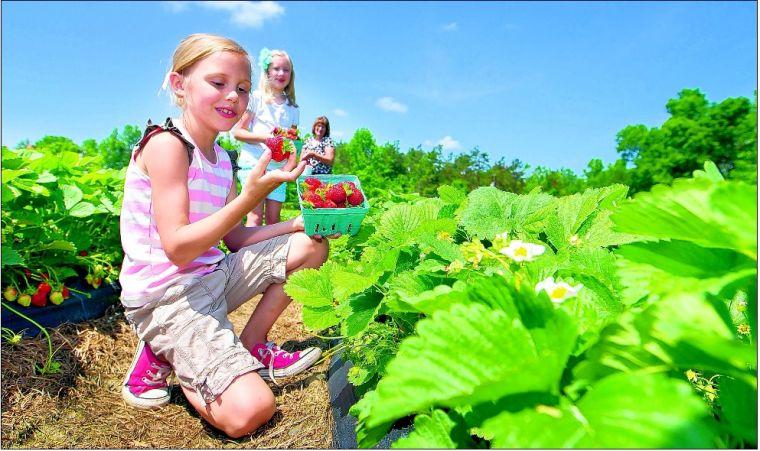 Oh Sweet Strawberries Greensboro Com