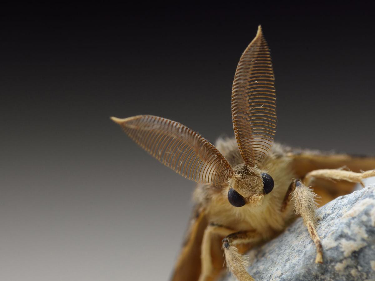 Types Of Moths In South Dakota