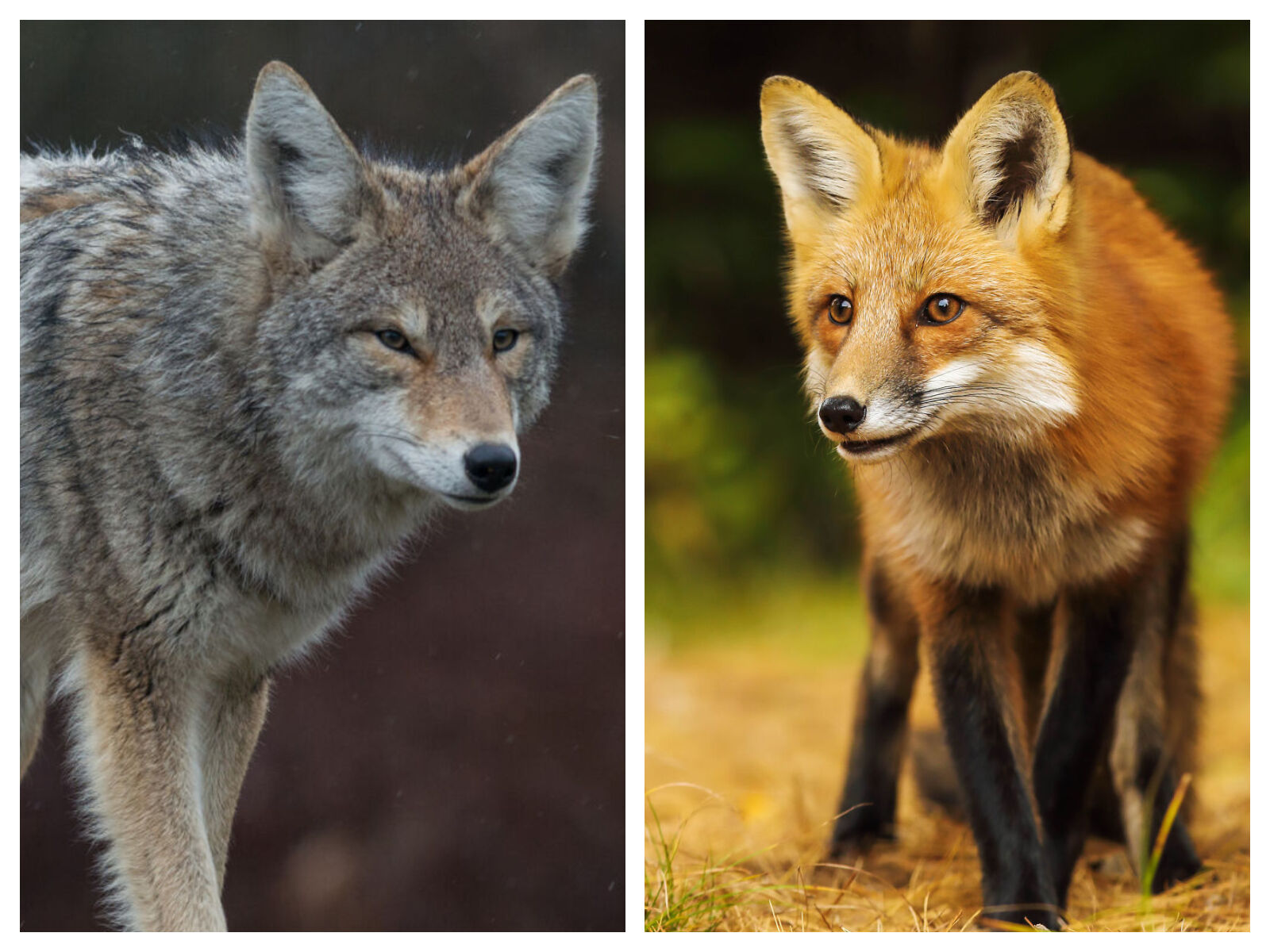fox vs coyote
