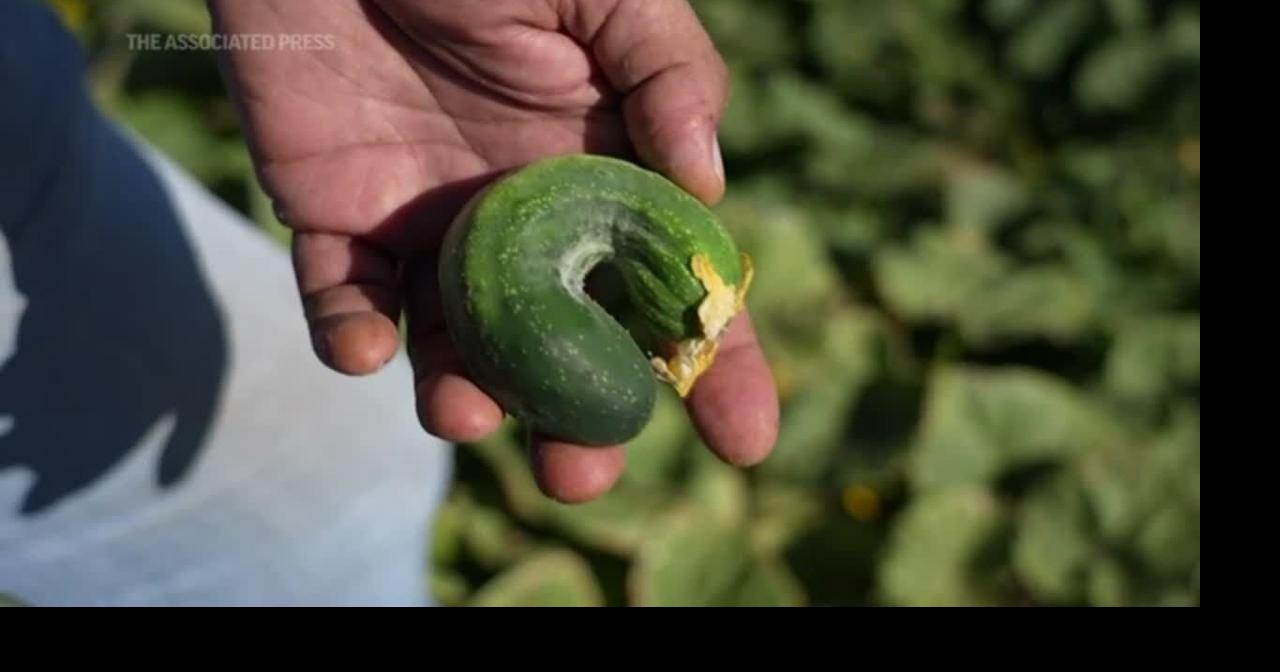 Salty water threatens farms, cities in California