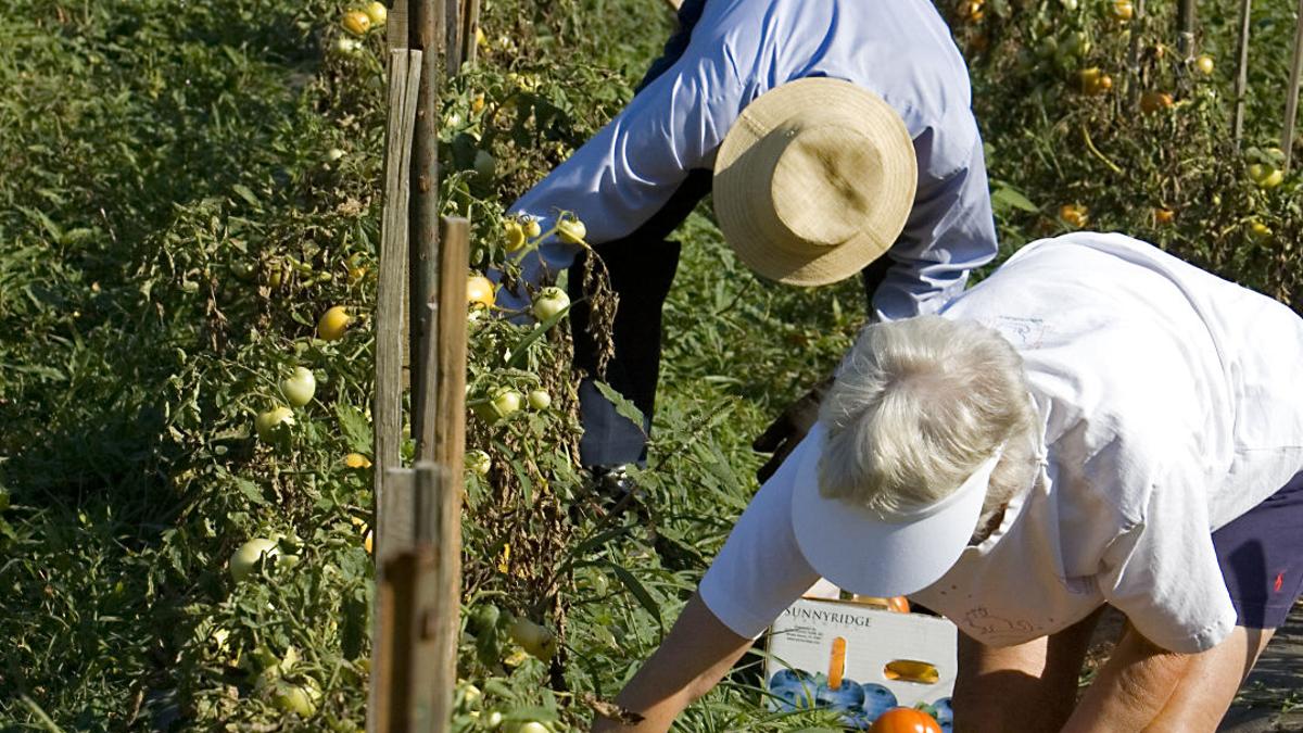 Gleaning Churches Volunteers Get Food From The Field To The Needy Latest News Greensboro Com