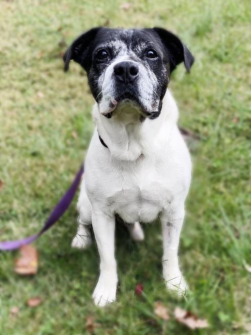 Pet of the Week: Teddy