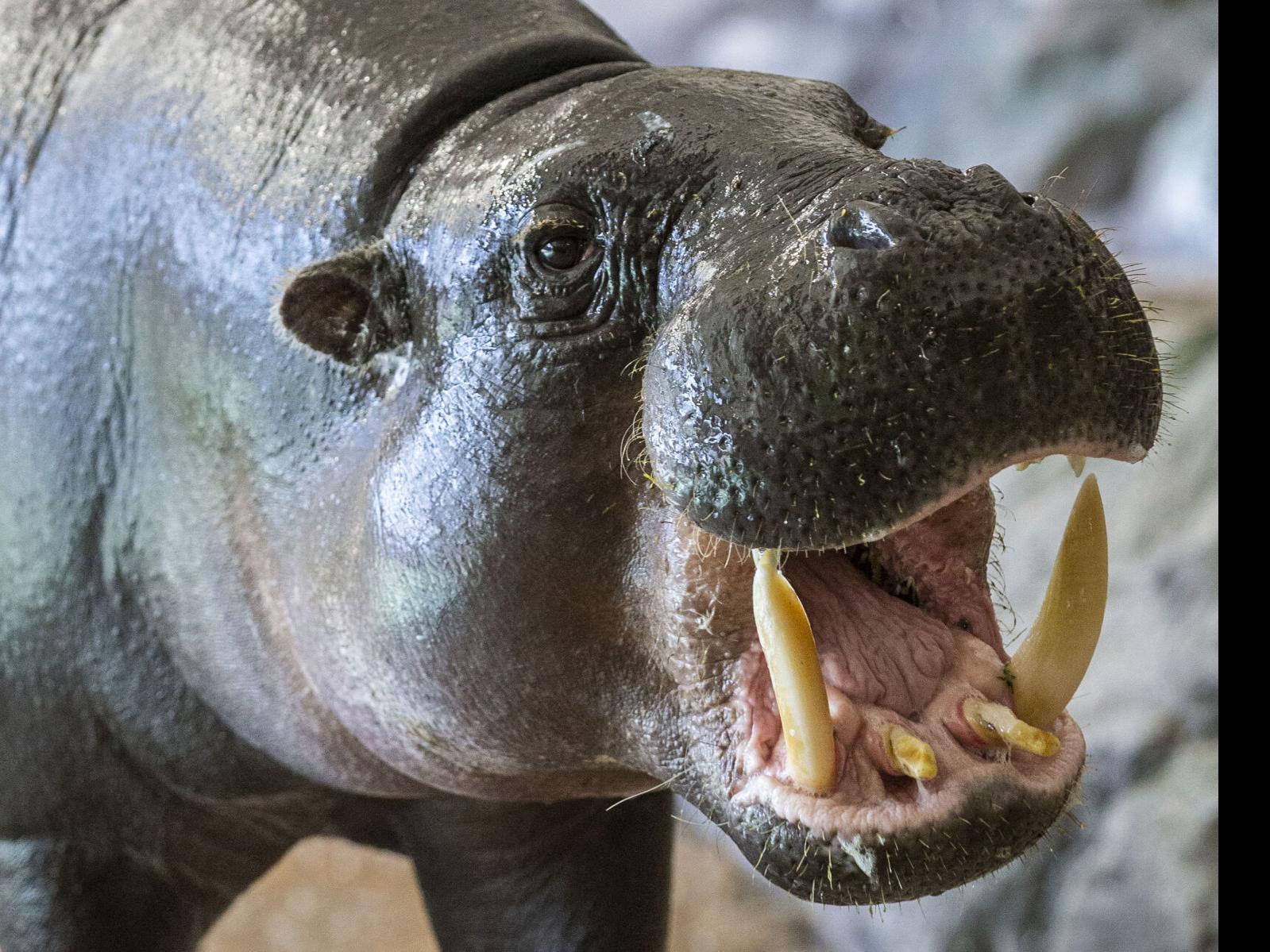 Major expansion at Greensboro Science Center brings new ...