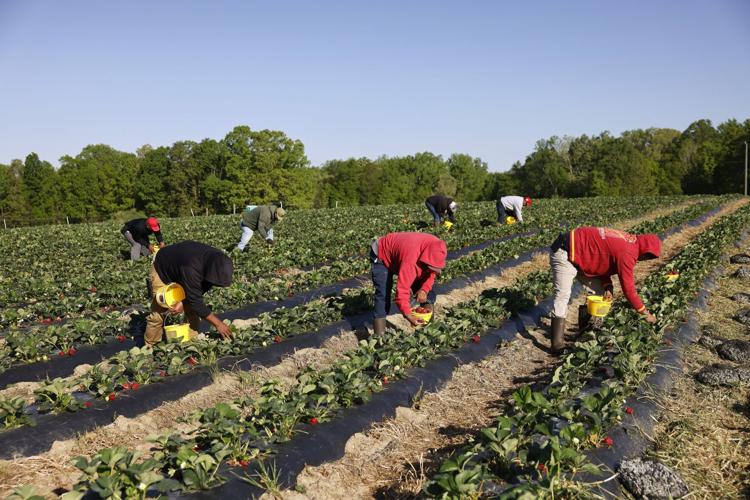 Where to go pick your own strawberries in Greensboro