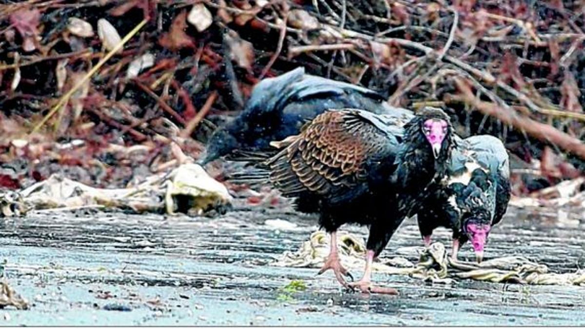 Vultures Turn To Vandalism At Docks Greensboro Com