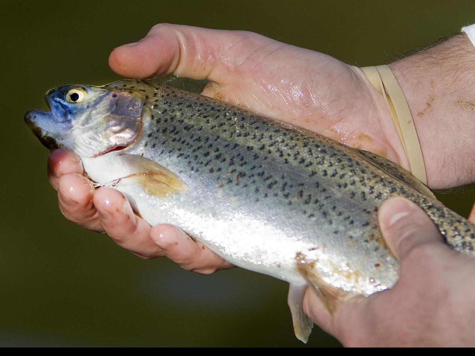A Buck Lets You Catch A Rainbow Latest News Greensboro Com