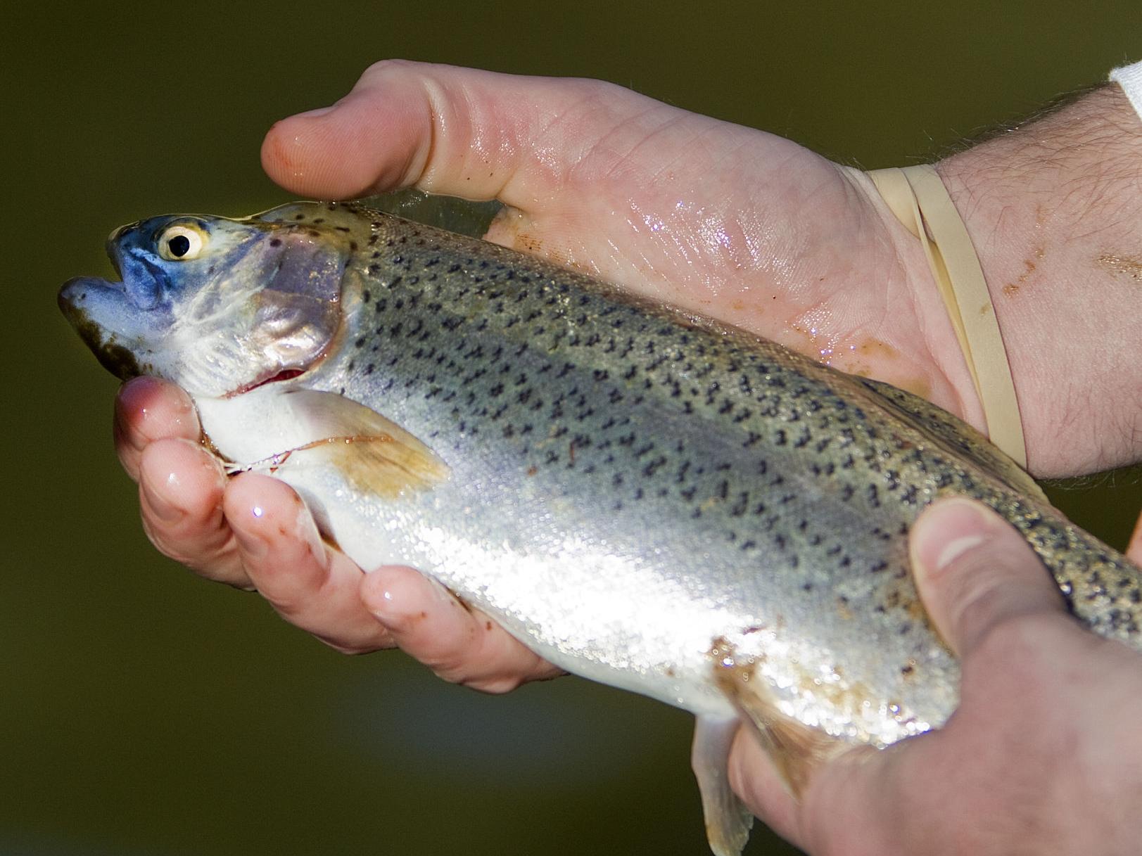 A Buck Lets You Catch A Rainbow Latest News Greensboro Com