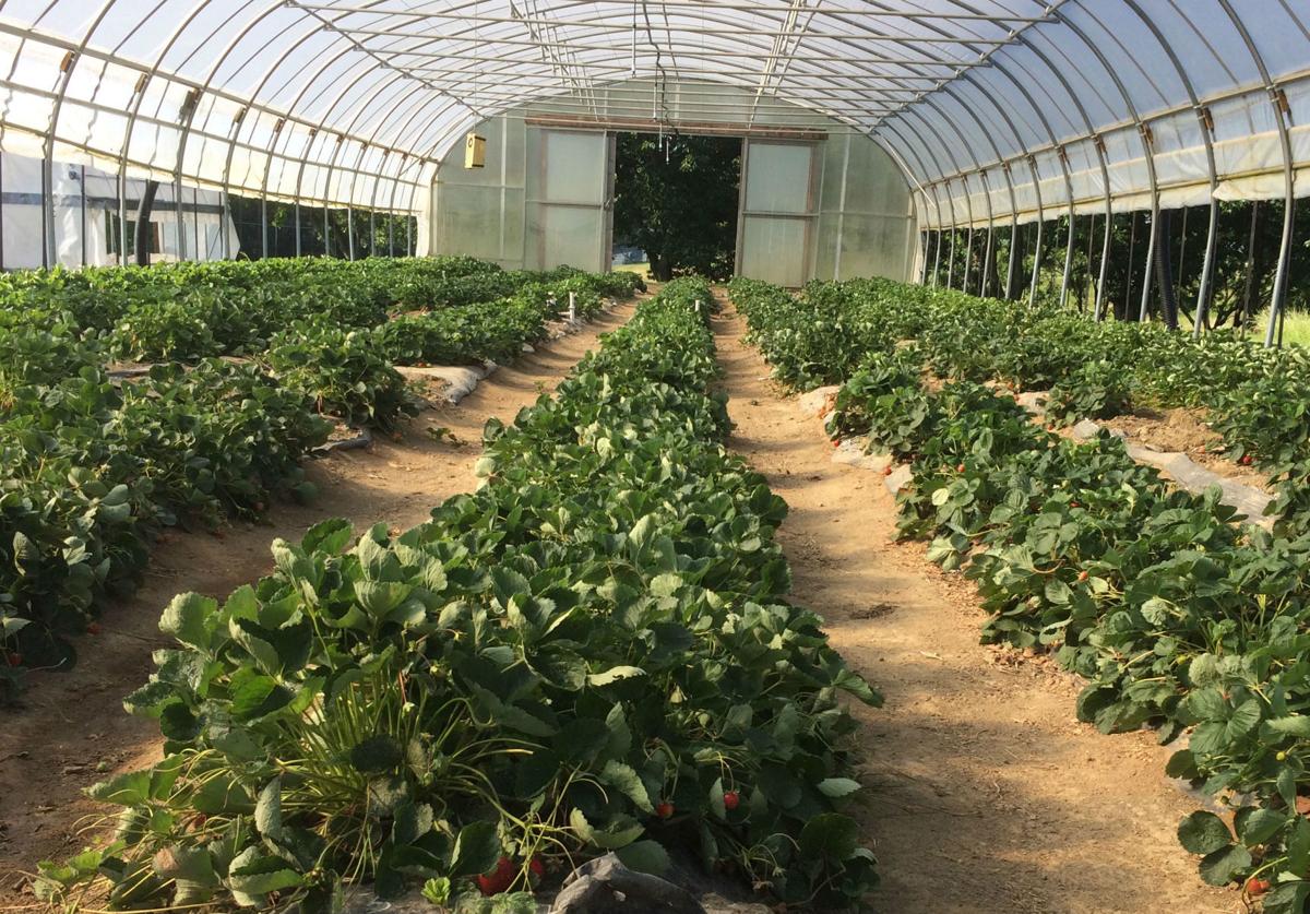 NCAT Farm greenhouse