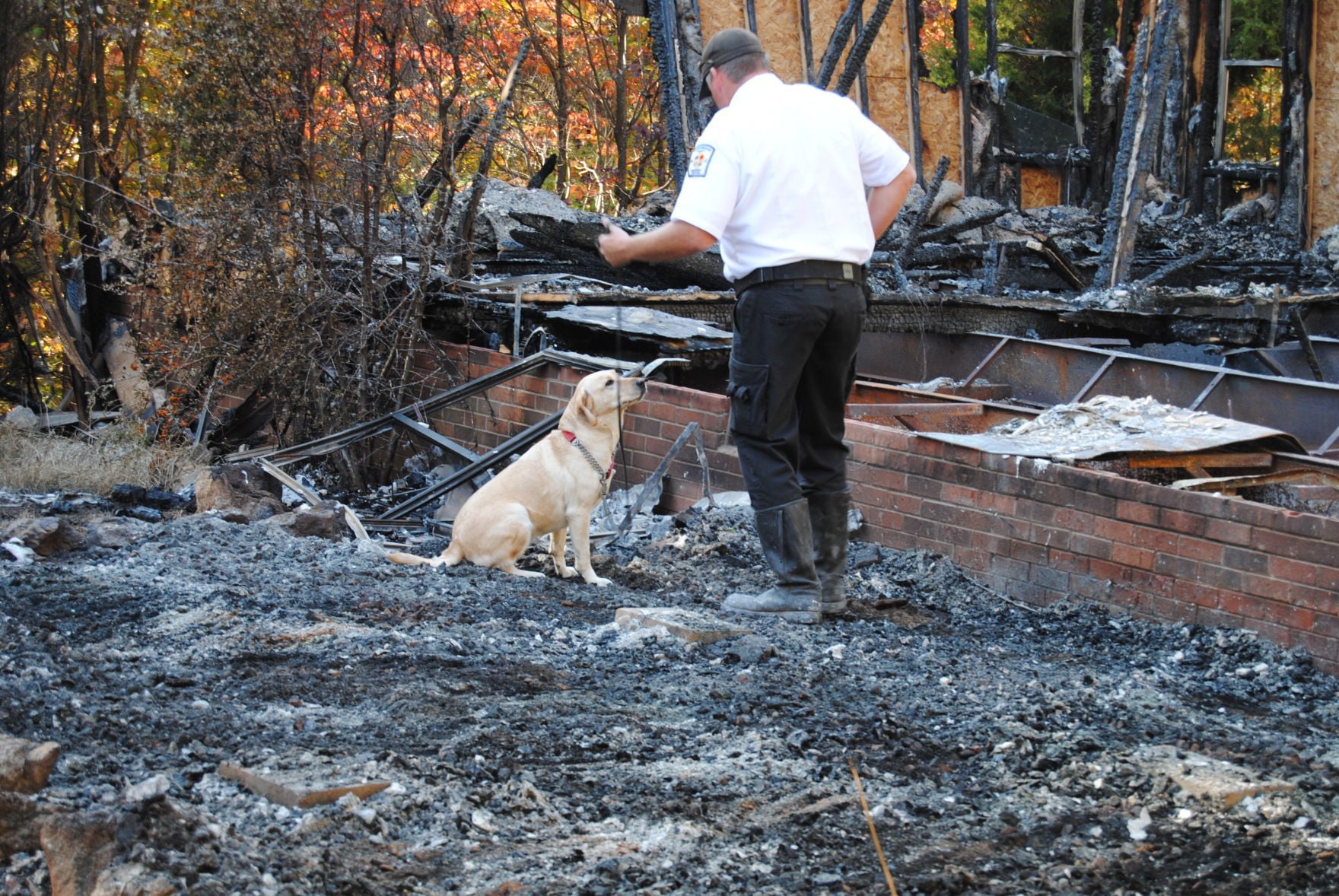 accelerant detection canine for sale