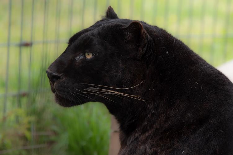 Black leopard County, Caswell in at zoo NC arrives