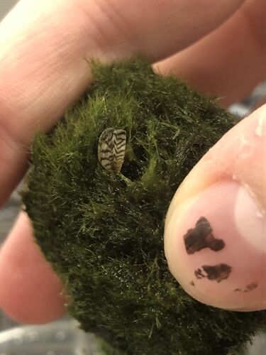 mini educator petsmart