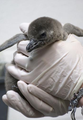 baby_penguin_1