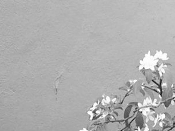 Expert Help Available For Bonsai Beginners Greensboro Com