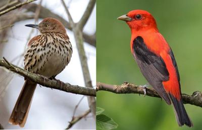 Birds At Risk We May Be In Danger Of Losing Many Birds Common To